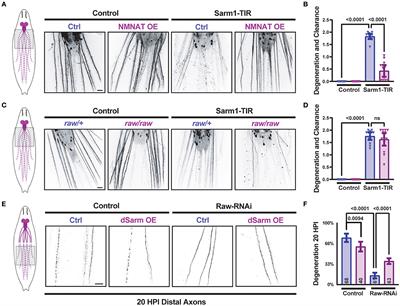 Opposing roles of Fos, Raw, and SARM1 in the regulation of axonal degeneration and synaptic structure